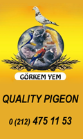 G�rkem Yem